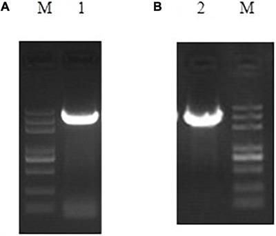 Cloning of Nitrate Reductase and Nitrite Reductase Genes and Their Functional Analysis in Regulating Cr(VI) Reduction in Ectomycorrhizal Fungus Pisolithus sp.1